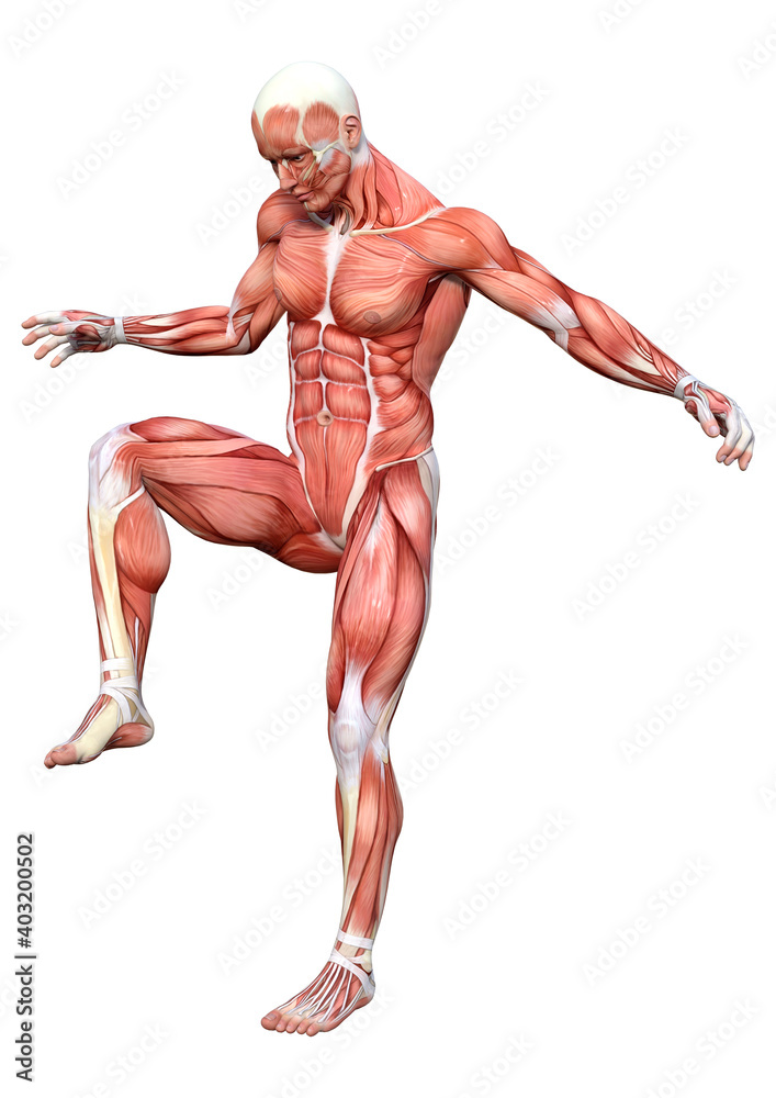 3D Rendering Male Anatomy Figure on White