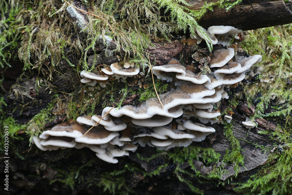 Bjerkandera adusta, known as the smoky bracket, wild fungus from Finland Bjerkandera adusta, known as the smoky bracket, wild fungus from Finland