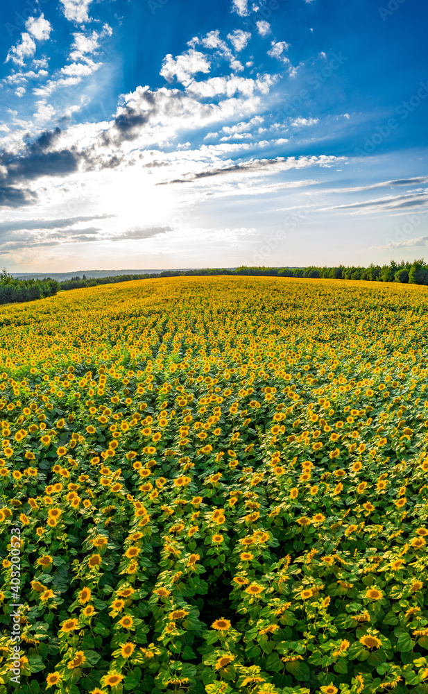 Field with sunflowers at sunset