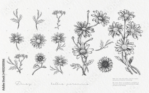 Daisy flower and leaf hand drawn illustration assets