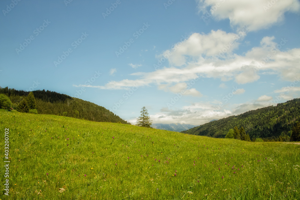 A green meadow, forest and blue sky