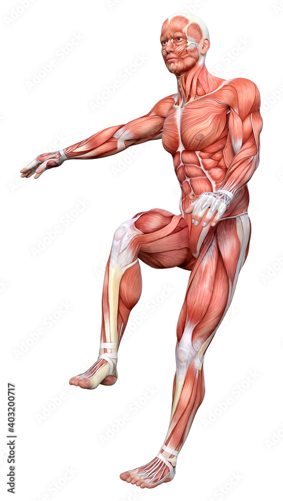 3D Rendering Male Anatomy Figure on White 3D Rendering Male Anatomy Figure on White
