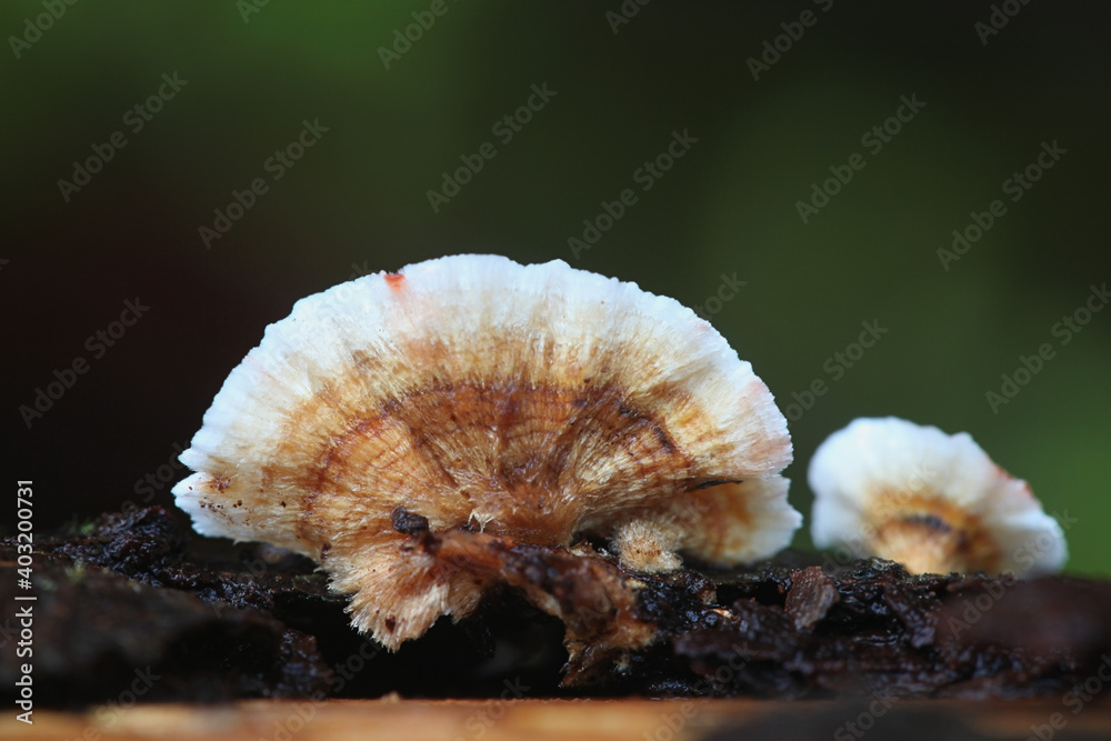 Stereum sanguinolentum, known as bleeding conifer crust, wild fungus from Finland Stereum sanguinolentum, known as bleeding conifer crust, wild fungus from Finland