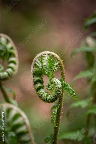 Close up of a plant with a soft background