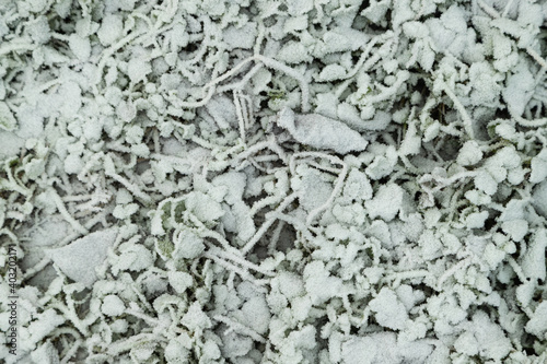 Wallpaper Mural Leaves and grass covered with hoarfrost. Abstract floral background, top view. Torontodigital.ca