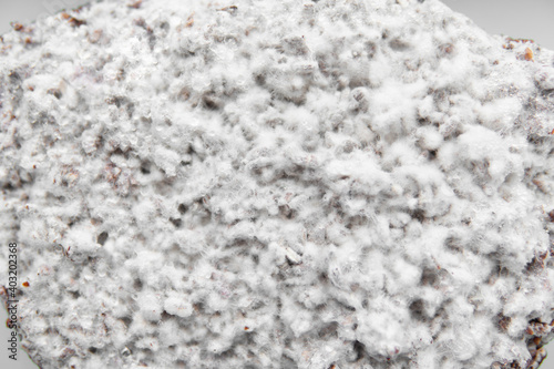 Mycelium texture. Cultivating organic vegan food. Mushroom mycelium close up. photo