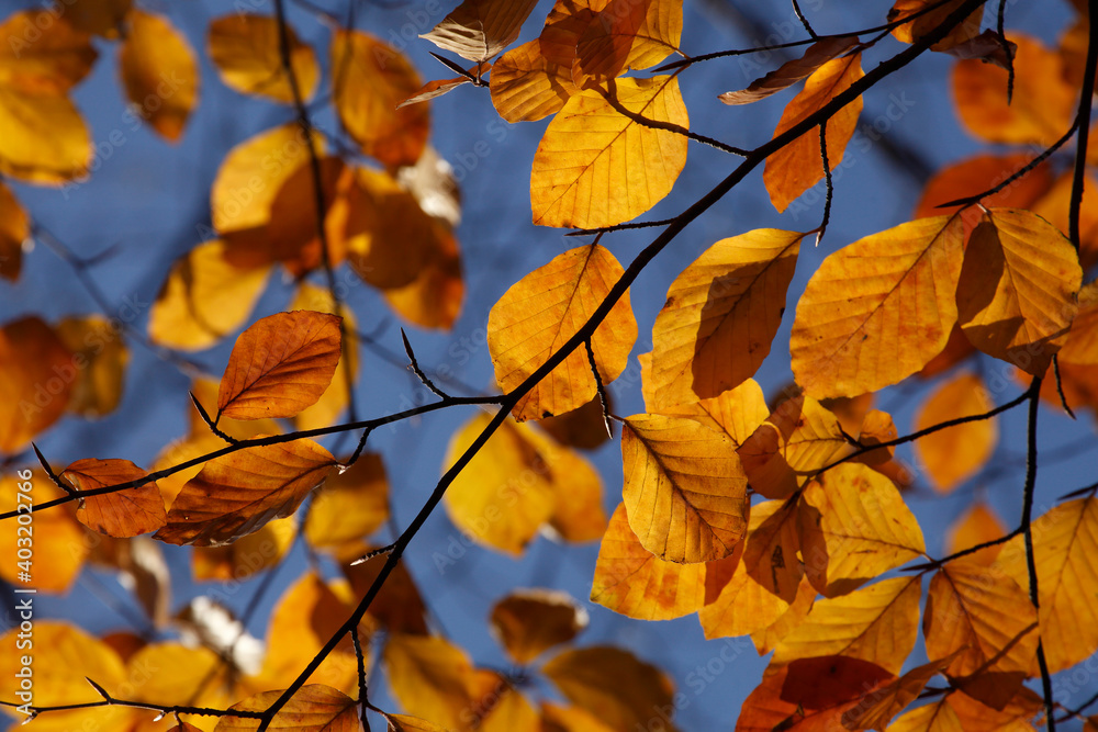 Bunt verfärbtes Herbstlaub an an einer Buche , Deutschland Bunt verfärbtes Herbstlaub an an einer Buche , Deutschland