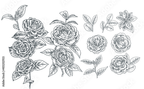 Realistic Hand drawn camelia flower illustration assets