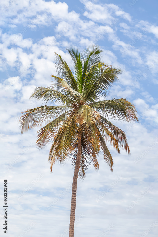 View of a tropical palm tree, strong green in color with canopy with long branches, blue sky with clouds as background View of a tropical palm tree, strong green in color with canopy with long branches, blue sky with clouds as background