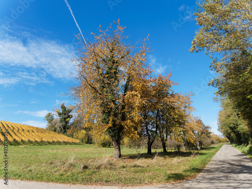 Istein zwischen Reben und Rhein. Weinberge im Herbst zwischen Harverg und Klotze. Landkreis Lörrach im Baden-Württemberg photo