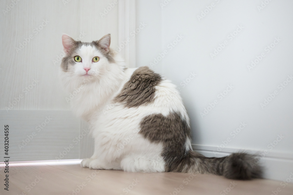 家の中のドアの前で振り向いている白猫