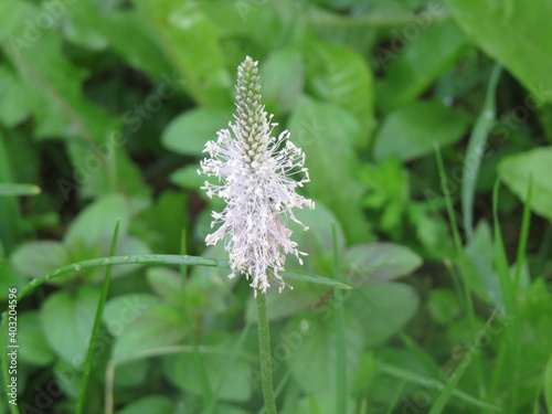 flower of a flower