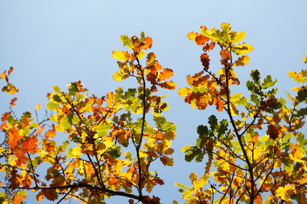 Eichenlaub, bunt verfärbtes Herbstlaub an an einer Eiche , Deutschland Eichenlaub, bunt verfärbtes Herbstlaub an an einer Eiche , Deutschland