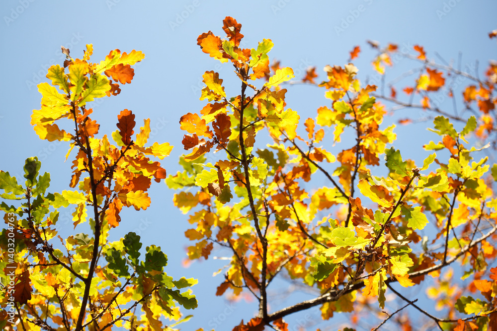 Fototapeta premium Eichenlaub, bunt verfärbtes Herbstlaub an an einer Eiche , Deutschland