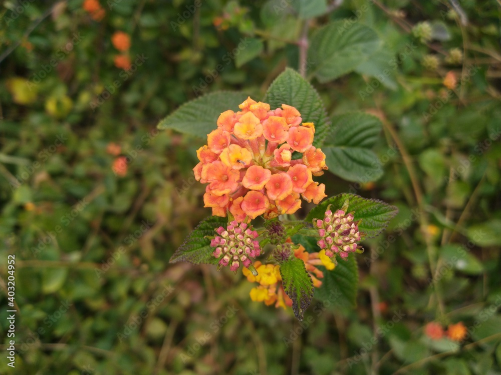Lantana camara of pakistan