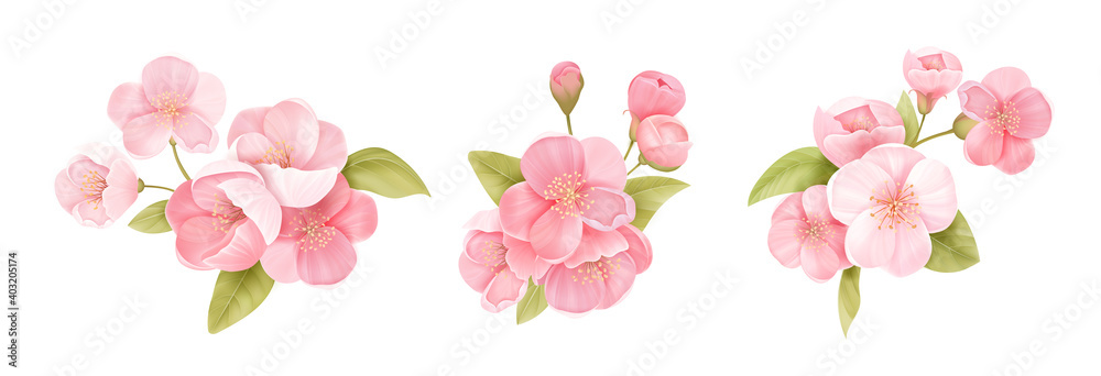 Spring sakura cherry blooming flowers bouquet. Isolated realistic pink petals, blossom, branches, leaves