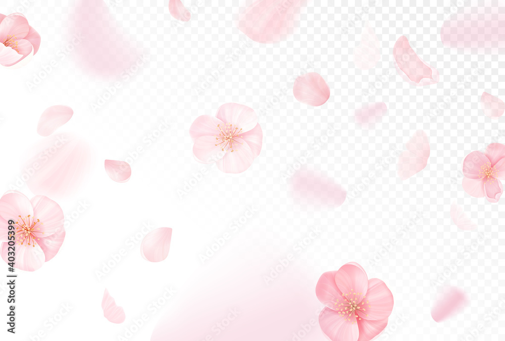 Pink sakura falling petals vector background. Realistic spring design with flying cherry flowers on transparent Pink sakura falling petals vector background. Realistic spring design with flying cherry flowers on transparent
