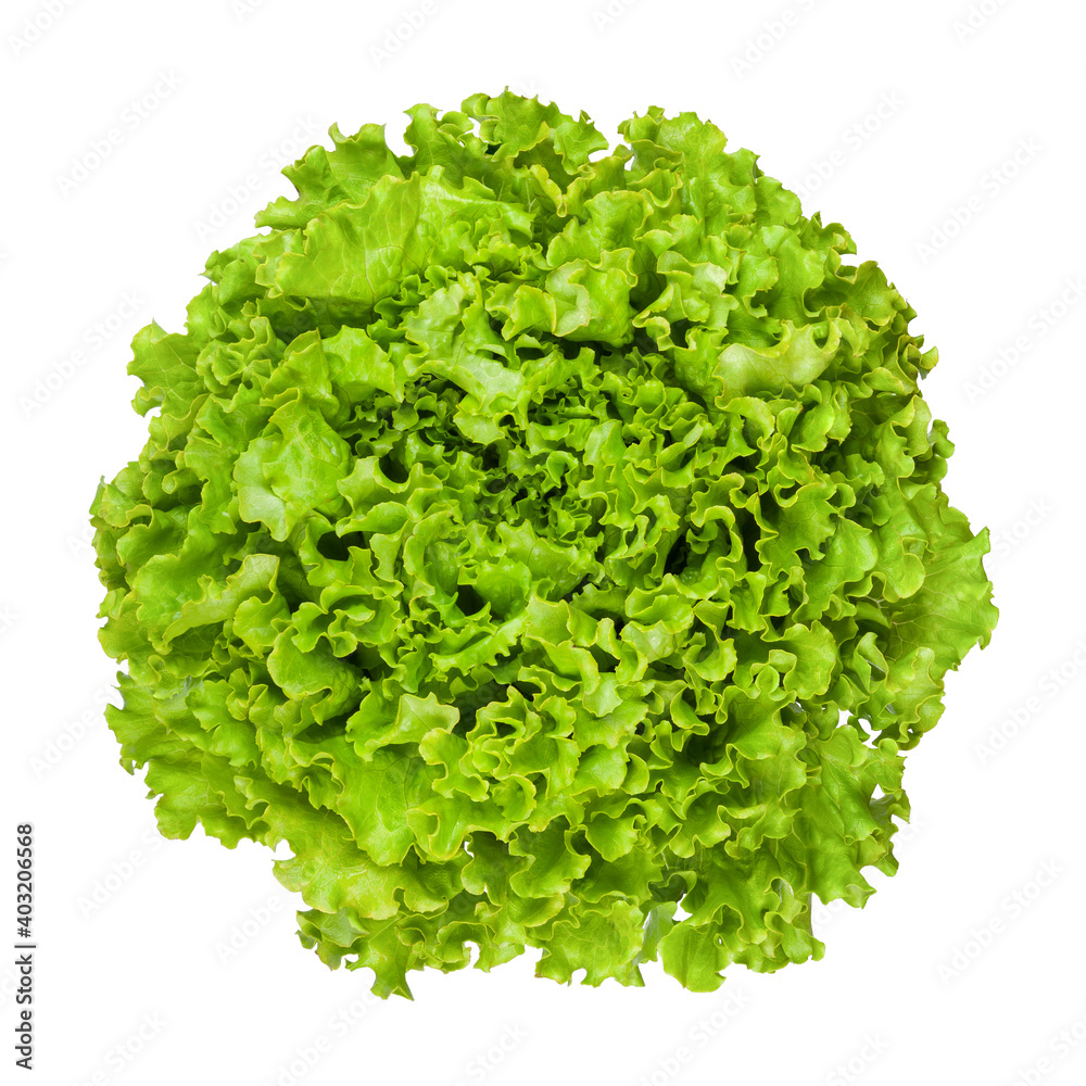 Lettuce head isolated on white background. Full depth of field with