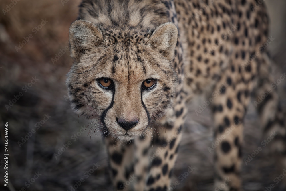 Naklejka premium close up portrait of a hunting cheetah
