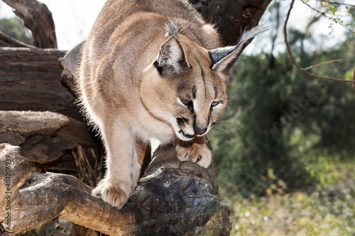 close up portrait of an african caracal climbing on a tree