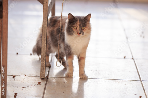 cyte kitten cat playing and looking at camera photo