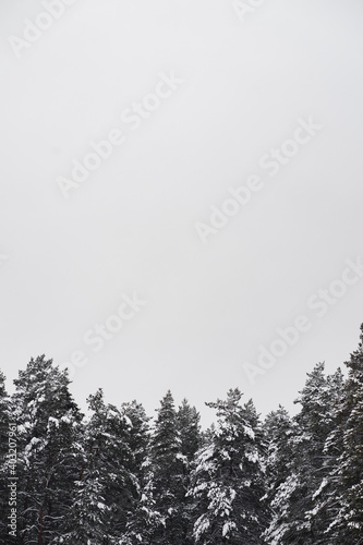 The tops of snow-covered fir trees against a gray cloudy sky. Winter forest landscape, natural background with empty space.