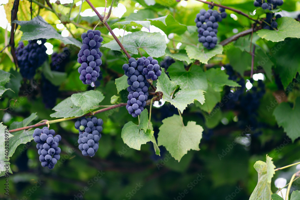 Many bunches of grapes on the branches in the garden.