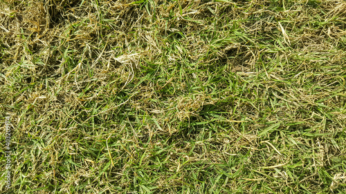 close up of green and dry grass 