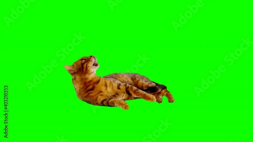 Bengal cat on green screen isolated with chroma key, real shot