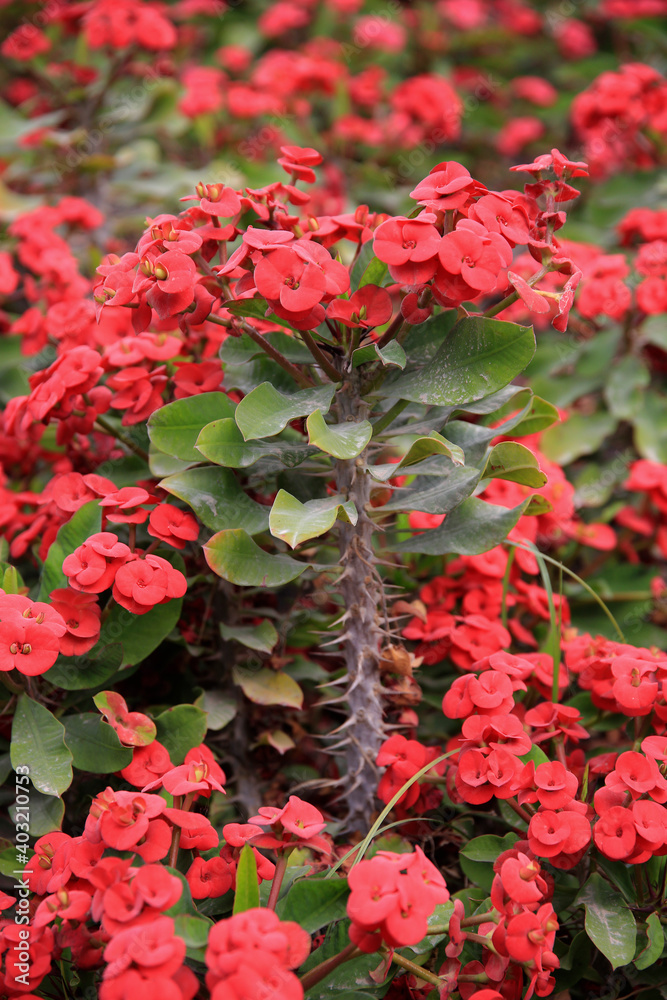 Christusdorn (Euphorbia milii) Euphorbia bojeri, Wolfsmilchgewächs mit roten Blüten