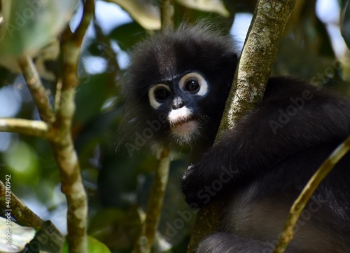 Cute langur monkey hiding in a tree in the jungle