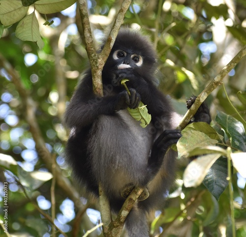Langur monkey eating a leaf while sitting in a tree in the jungle