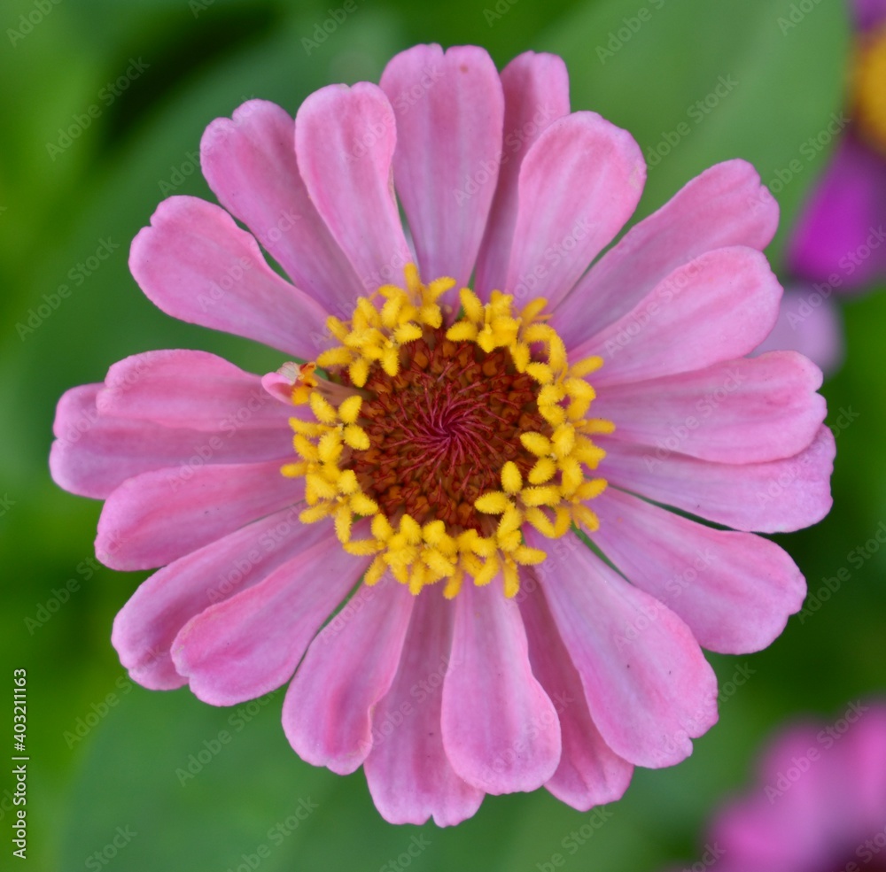 Close up of a pretty pink and yellow flower in bloom