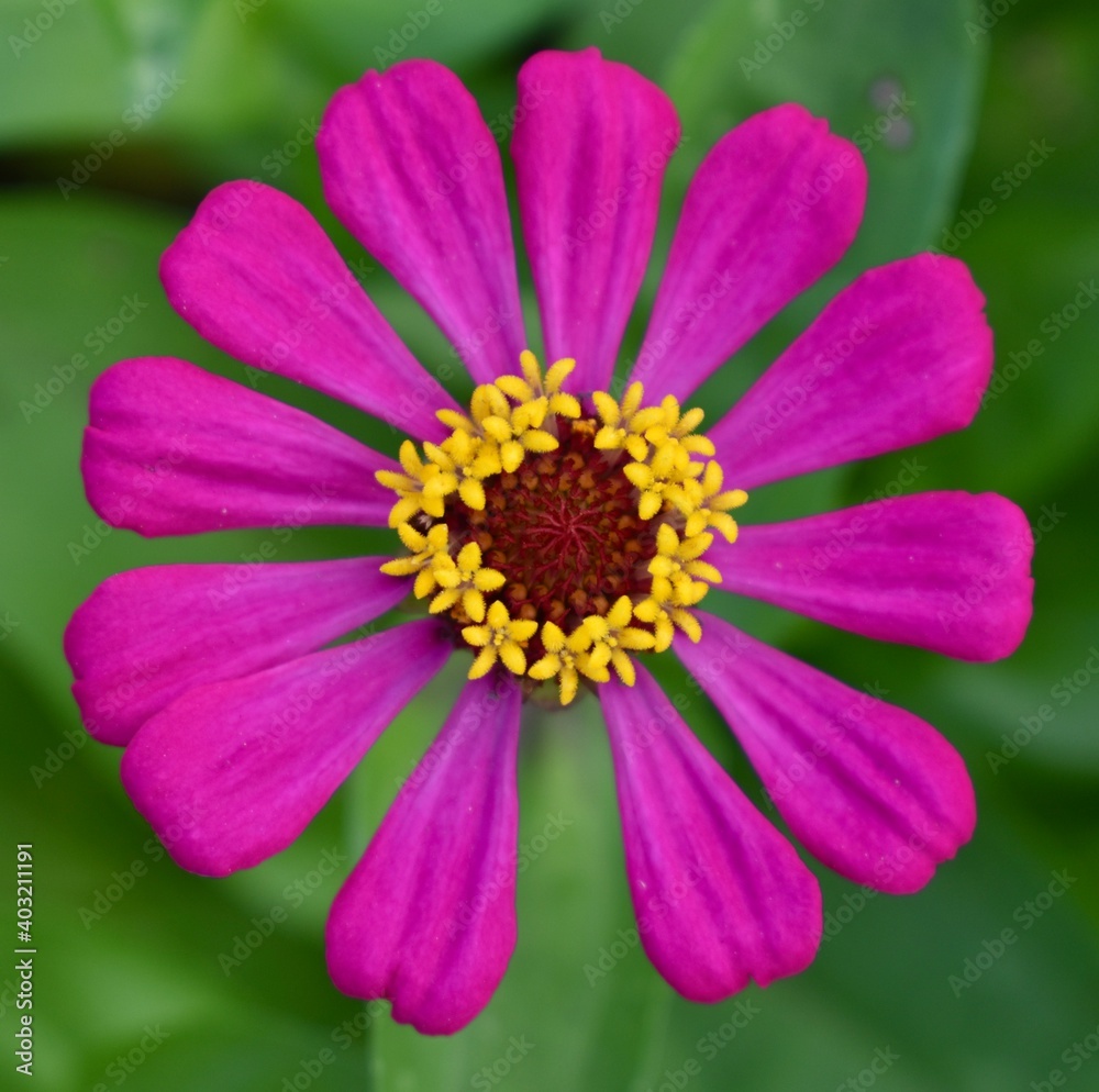 Obraz premium Close up of a pretty colourful flower in full bloom