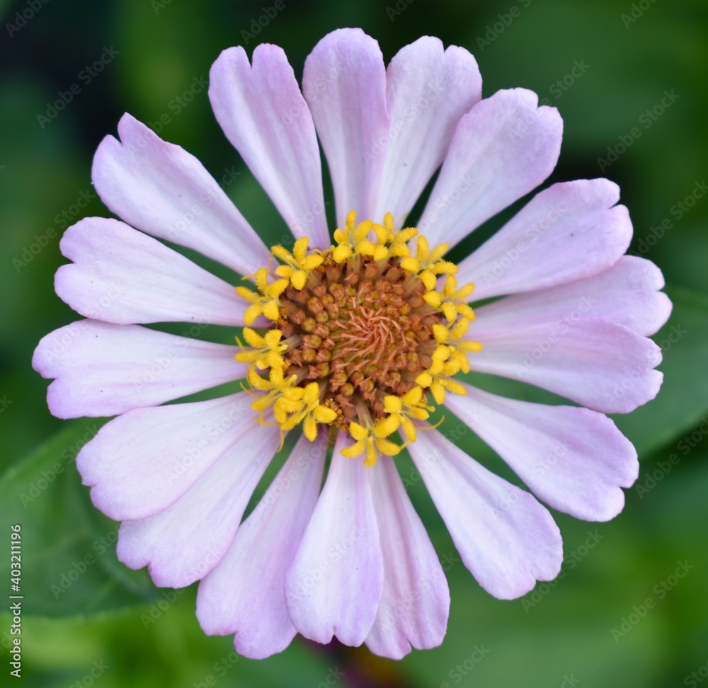 Close up of a beautiful flower in full bloom Close up of a beautiful flower in full bloom