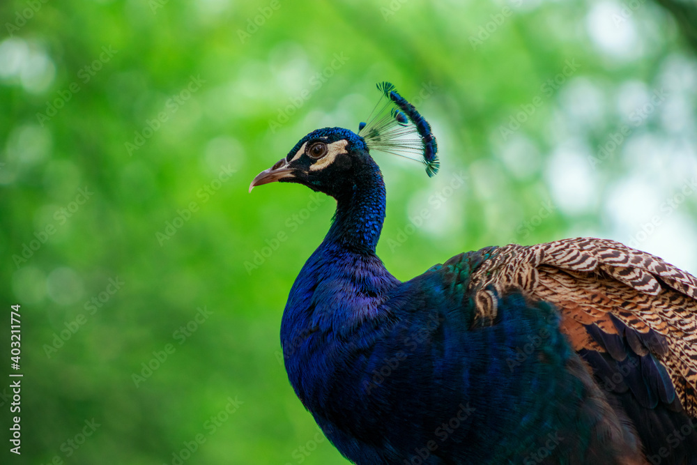 custom made wallpaper toronto digitalClose up view of The African peacock, a large and brightly bird.