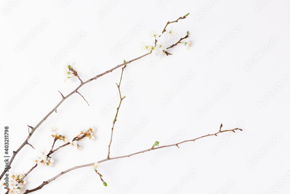 Springtime background with cherry blossom twigs on white desktop, top view, frame, flat lay Springtime background with cherry blossom twigs on white desktop, top view, frame, flat lay