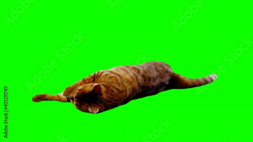 Bengal cat on green screen isolated with chroma key, real shot