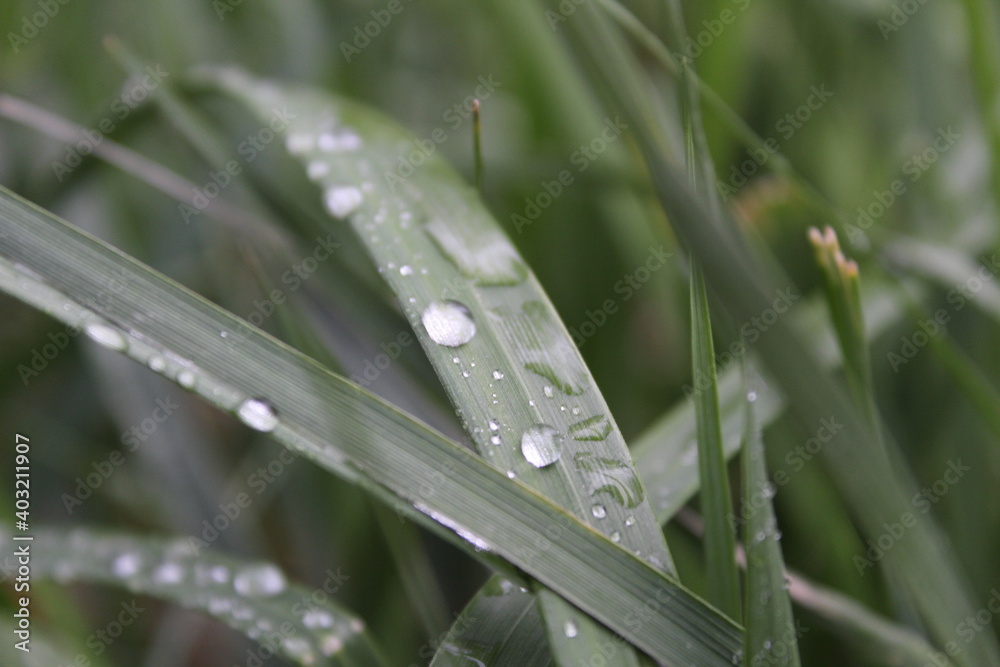 dew or raindrops on the green grass close up the summer spring
