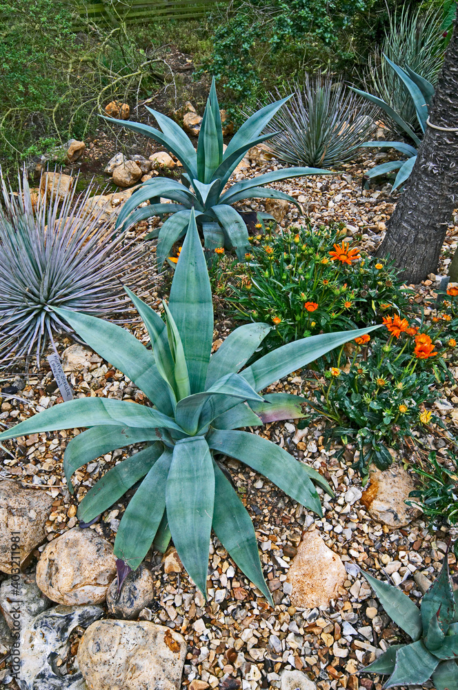 A view of the Desert garden with Agave A view of the Desert garden with Agave
