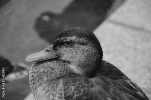 close up of a duck in black and white