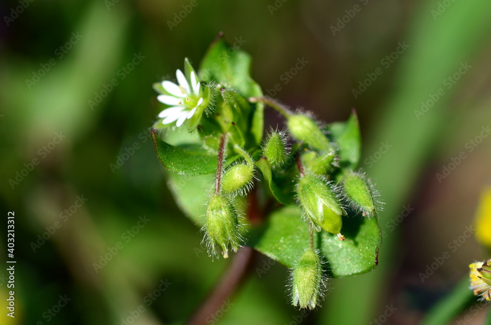 Haarige Knospen eines Kleinblütigen Knopfkrauts Haarige Knospen eines Kleinblütigen Knopfkrauts