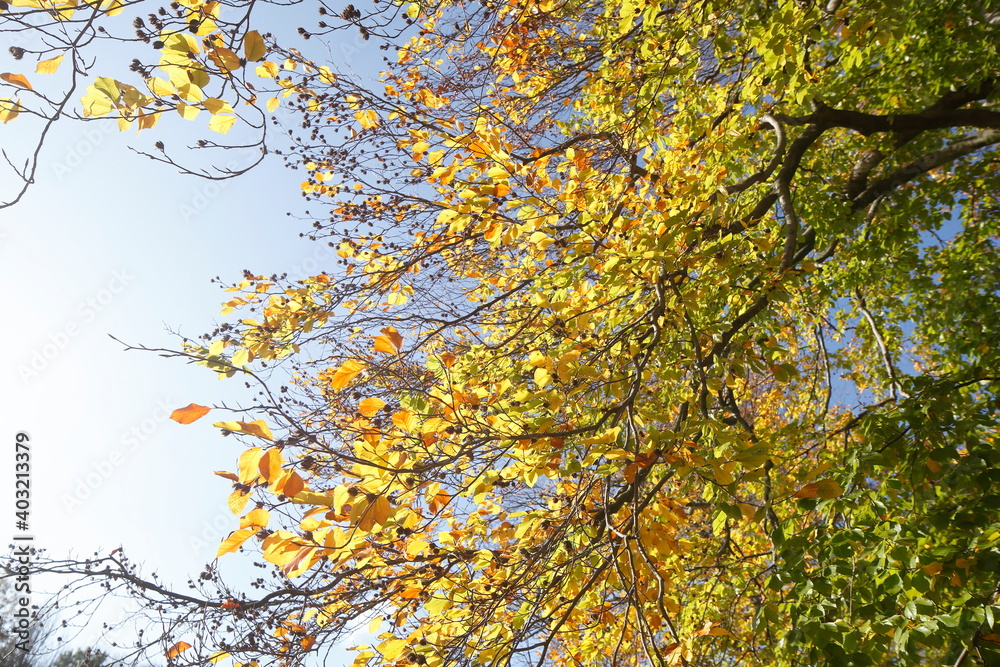Bunt verfärbtes Herbstlaub an an einer Buche , Deutschland Bunt verfärbtes Herbstlaub an an einer Buche , Deutschland