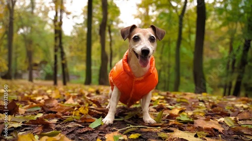 Adoable dog looking to camera and smiling. waiting for toy fetch. Excited jumping playing pounces on toy round blue disc. Autumn weekrnd walk in park. Slow motion video footage Pet clothes orange coat photo