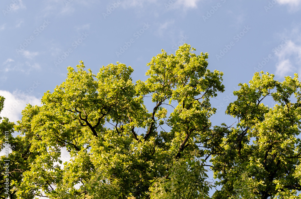 Beautiful Spring forest. Young green leaves of the oak trees against bright spring blue sky and sun rises. Beautiful Spring forest. Young green leaves of the oak trees against bright spring blue sky and sun rises.