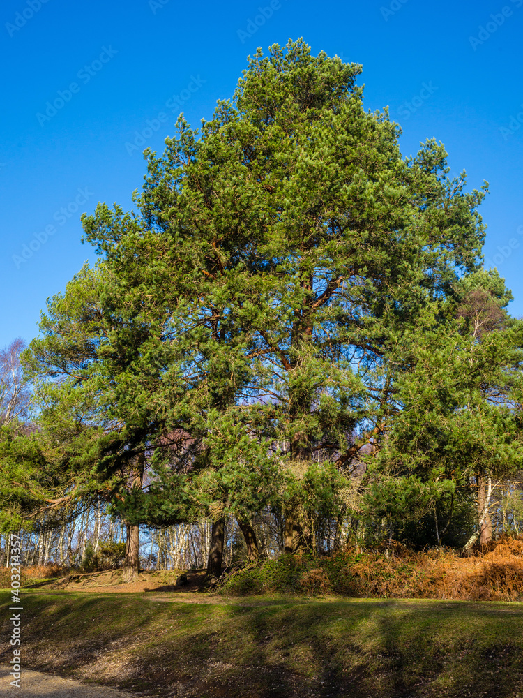 Obraz premium Lone Pine