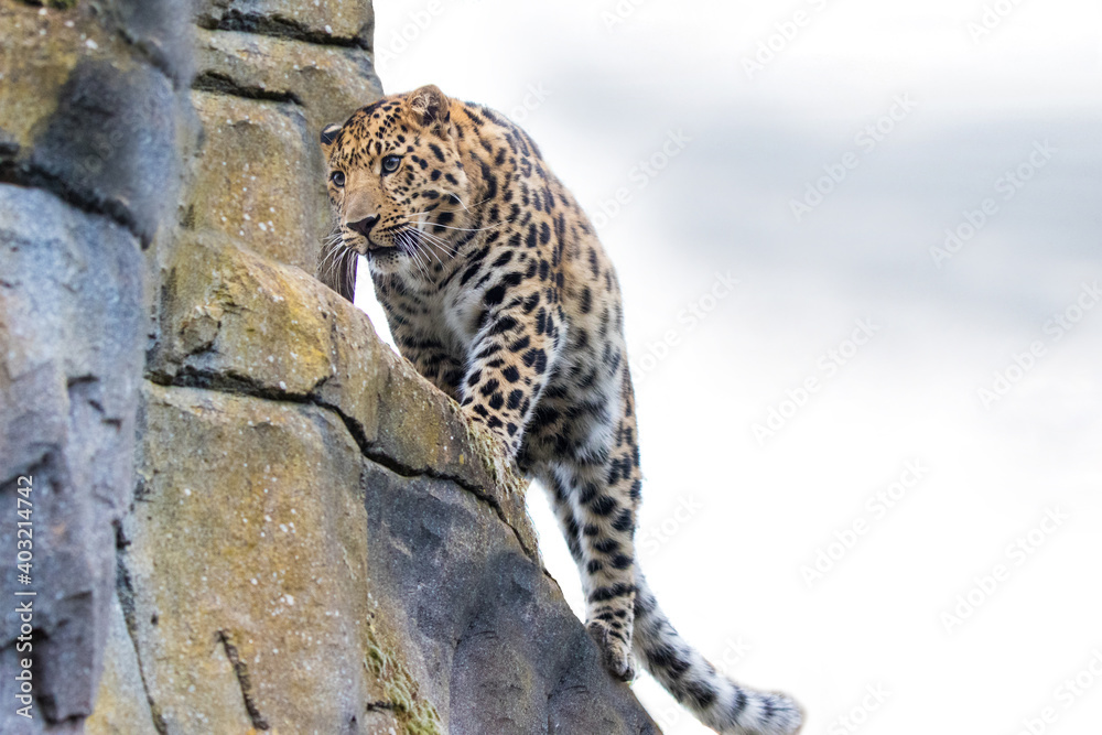 Obraz premium A prowling Amur Leopard stalking its prey