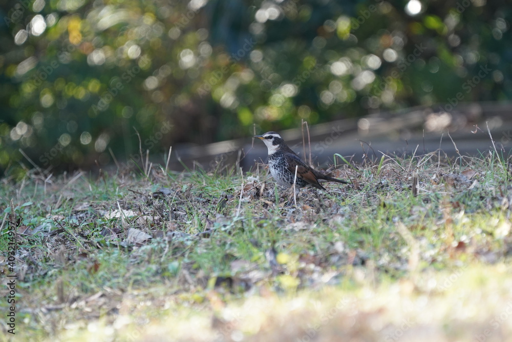 dusky thrush in the forest dusky thrush in the forest