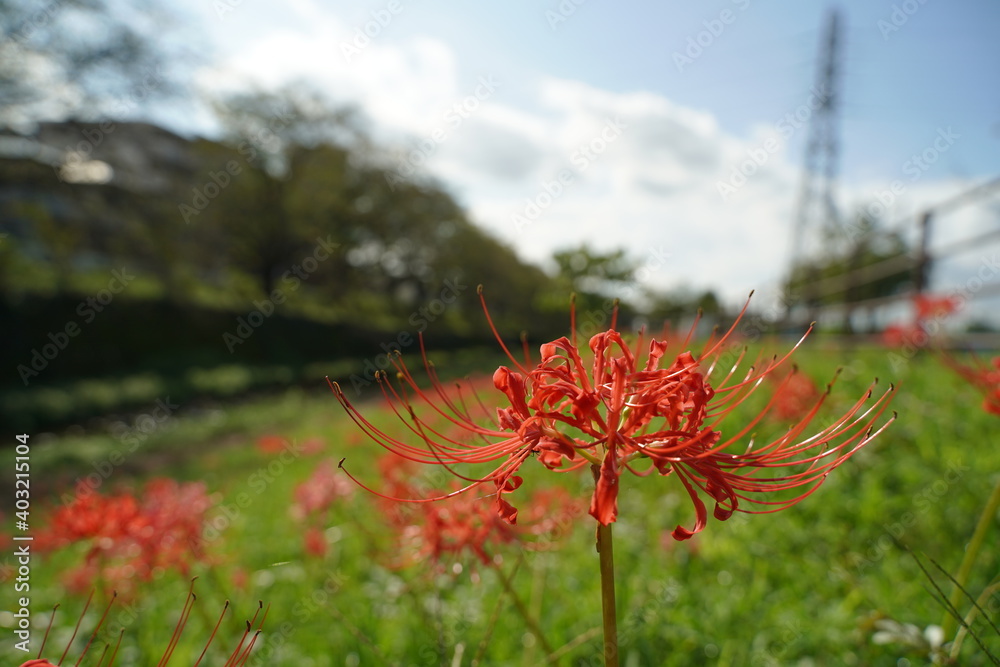 Cluster amaryllis, Red Spider lily, Cluster belladonna, Red flower Called Cluster amaryllis, Red Spider lily, Cluster belladonna, Red flower Called