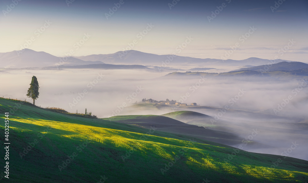 Volterra foggy landscape, tree, rolling hills and green fields at sunrise. Tuscany, Italy